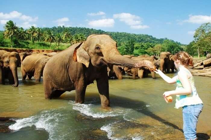 3 Exhilarating Things To Do In Pinnawala Sri Lanka On A 2020 Trip